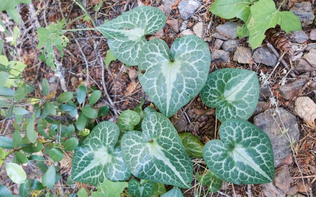 Wild ginger