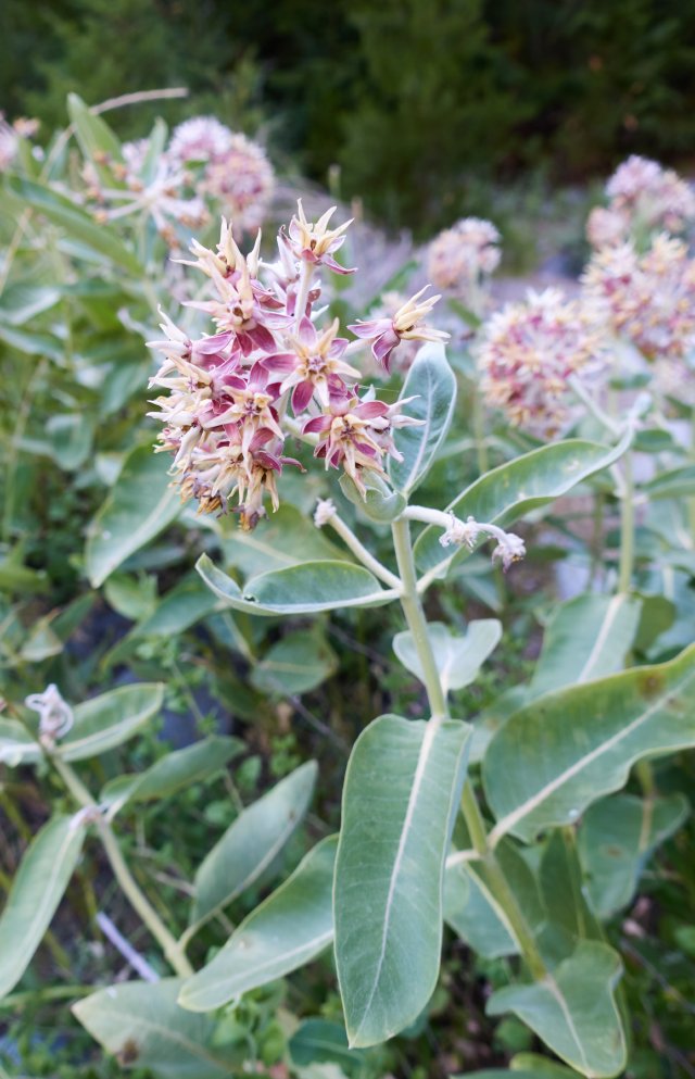 Milkweed