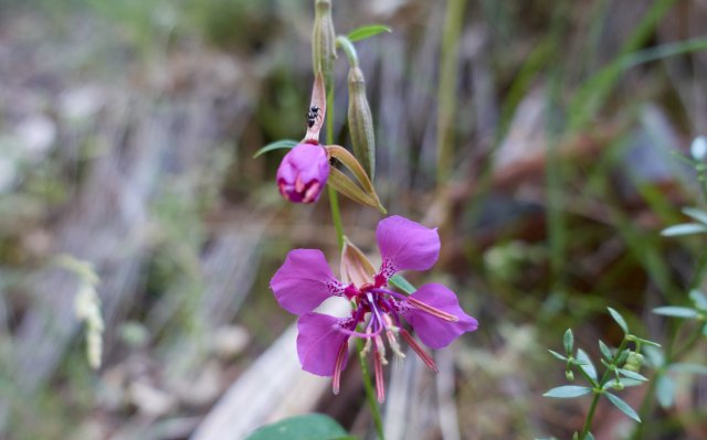 Clarkia flower with ant