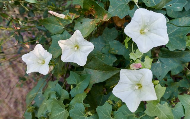 Some morning glory plant