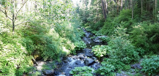 Great leafy plants.  Bear Creek.