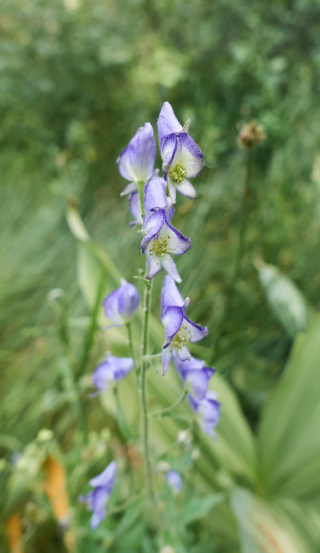 Spanish helmet flower