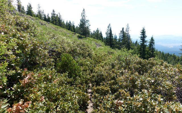 Trail a bit overgrown