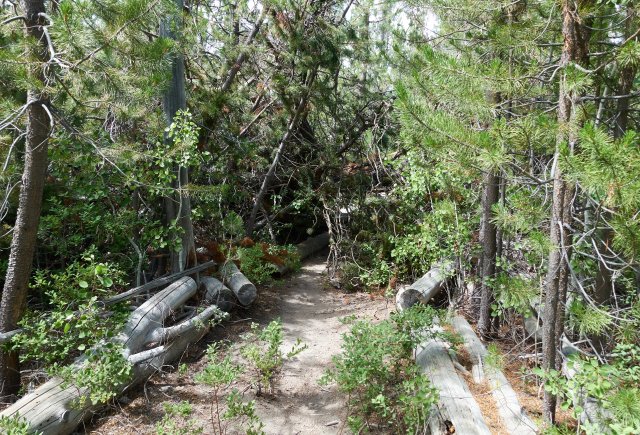 Took five minutes to get around this blowdown