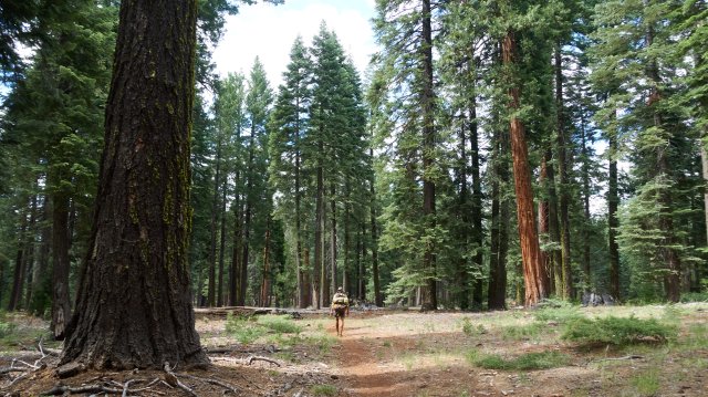 Sage through the forest