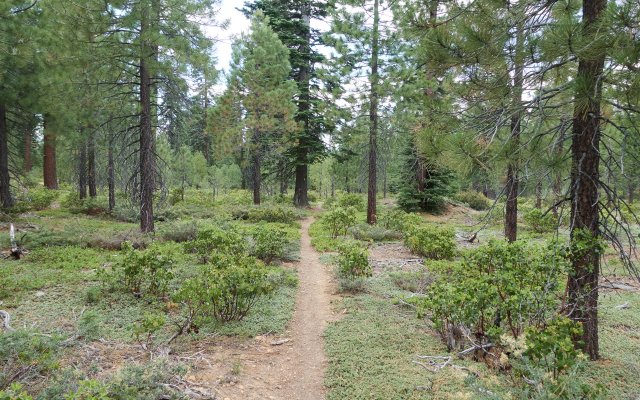 Through the forested desert