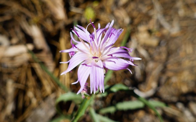 Another intricate wildflower