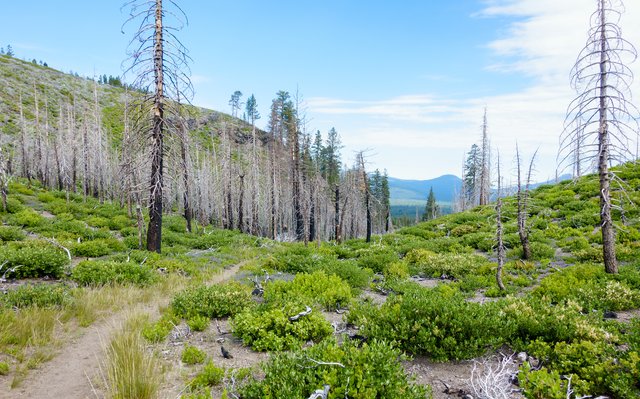 Down towards Hat Creek