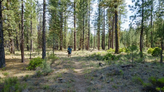 Junior along the trail