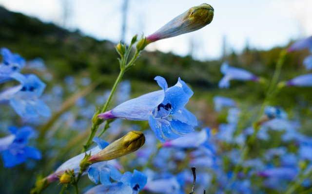 Blue penstemon