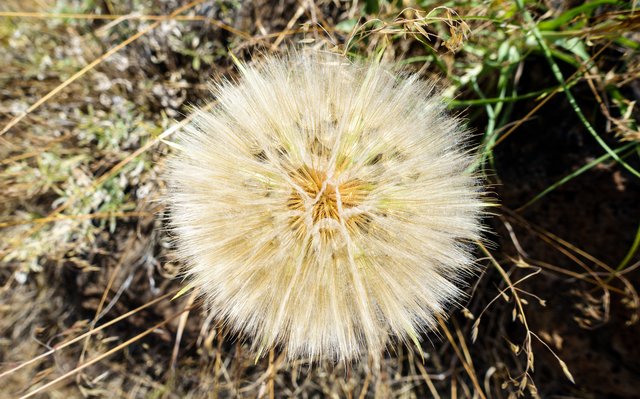 Dandelion