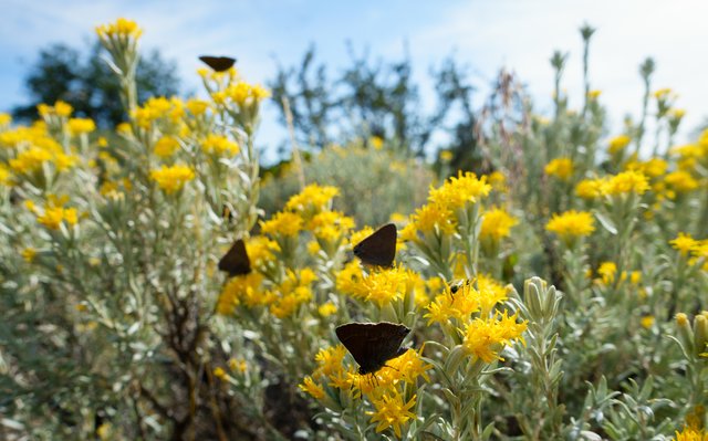 Butterflies on daisy bush