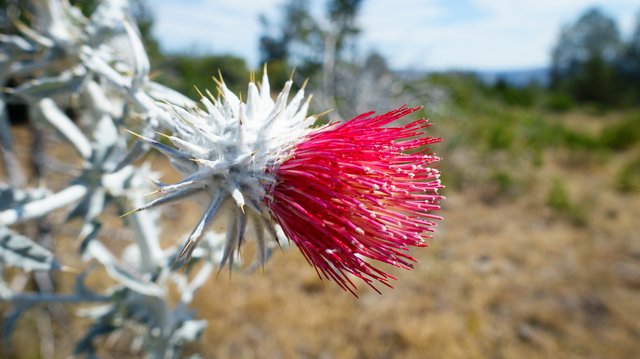 Rose Thistle