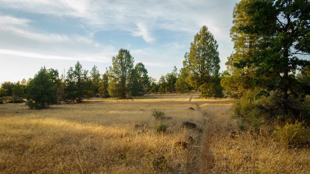 Dusty savannah