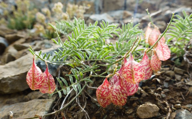 Mystery plant.  Astralgus?