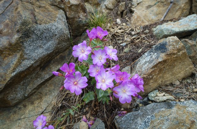 Epilobium siskiyouense