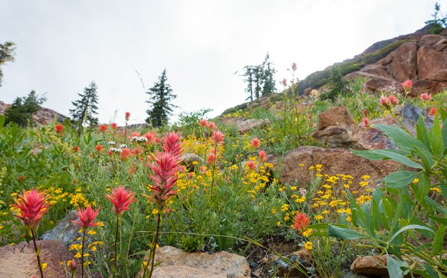 More flowers