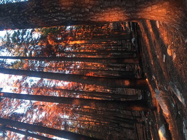 Burnt forest at sunset, m1588