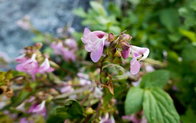 Mystery flower