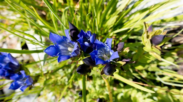 Gentian