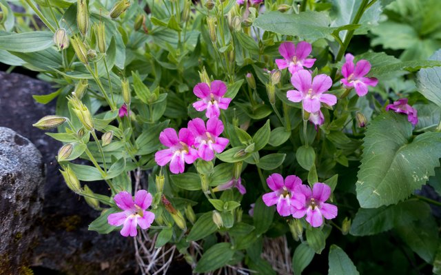 Mimulus