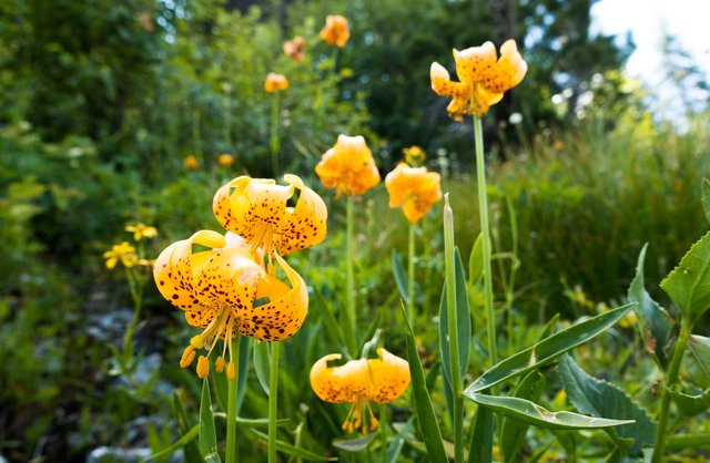 Humboldt Lily