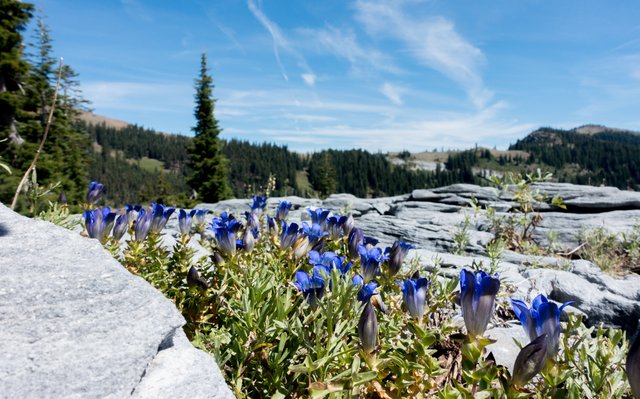 Gentians in the marble