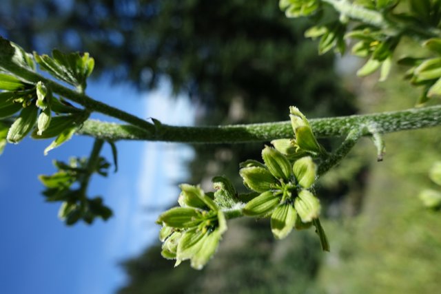 Another corn lily