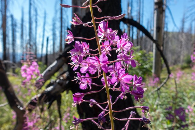 Fireweed