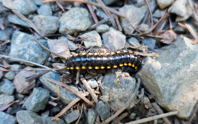 Millipede