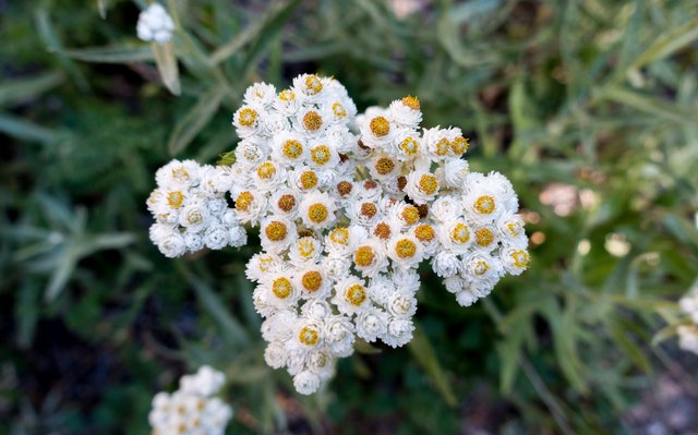 Popcorn flower