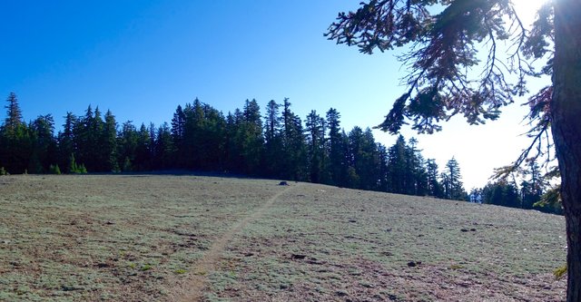 Mica and lupine slope