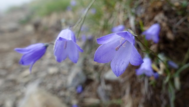 Bluebells, Mt Ellinor trail