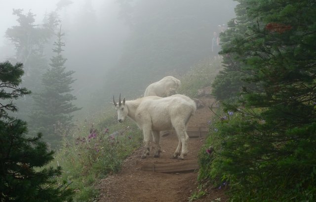 Olympic mountain goats, Mt Ellinor