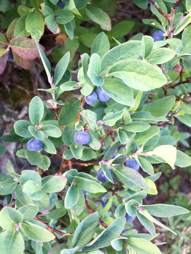 Trailside treats, ripe for the picking