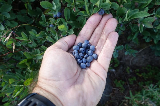 Huckleberry snack