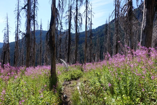 Fireweed