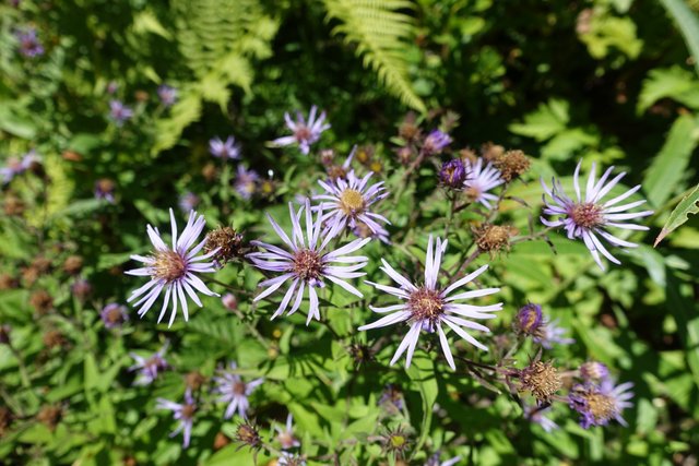 Asters!