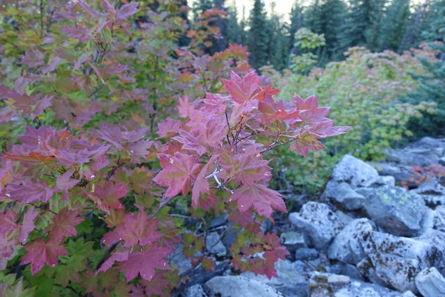 So dry out.  Vine maple changing color in July