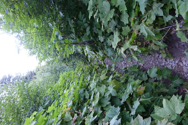 Sliding through the thimbleberries