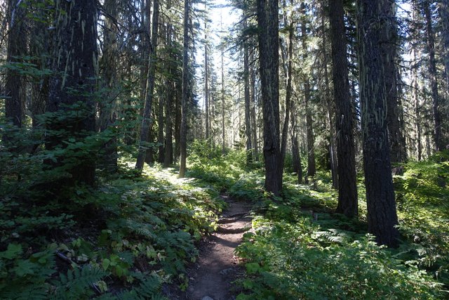 Forest Trail