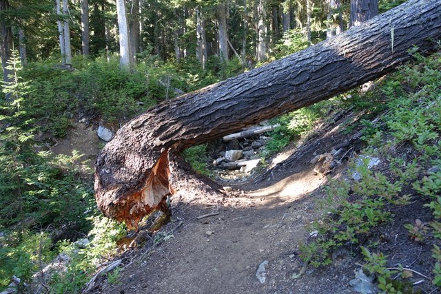 Scary tree to crawl under