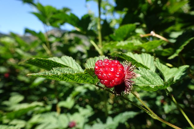 Red salmonberry. Still not tasty.