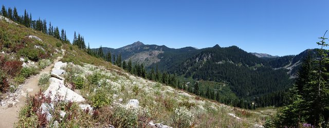 Wildflowers, Stevens Pass ski area