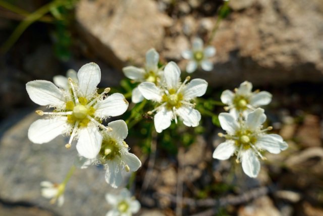 Friendly flowers