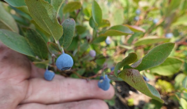 Mmmm huckleberries