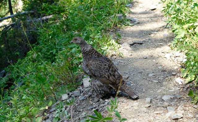 Grouse