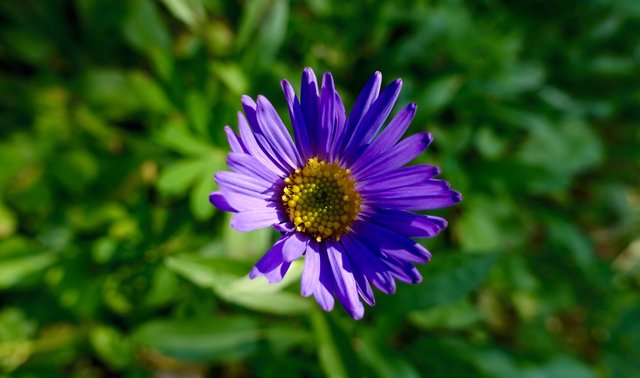 Trailside Aster