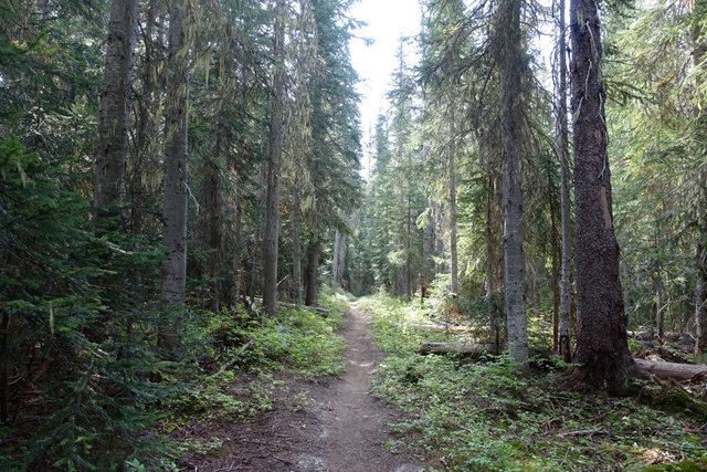 PCT near Holman Pass