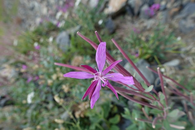 Skinny petalled fireweed